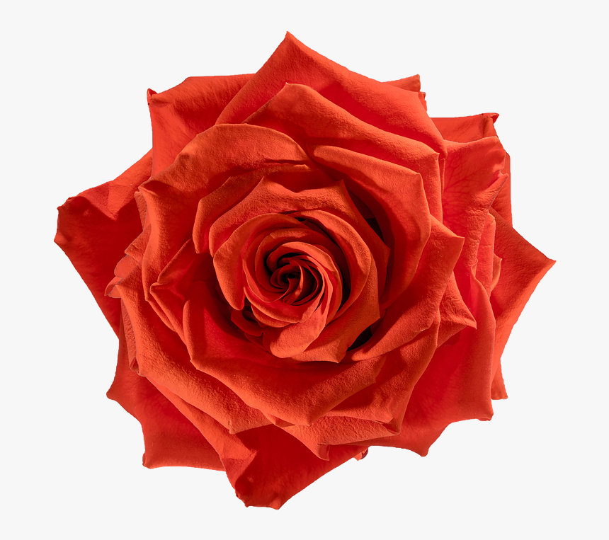 Preserved Rose Orange Fire - Rose, HD Png Download, Free Download