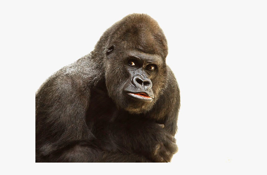 Gorilla Png Image Transparent Background - One And Only Ivan Gorilla, Png Download, Free Download