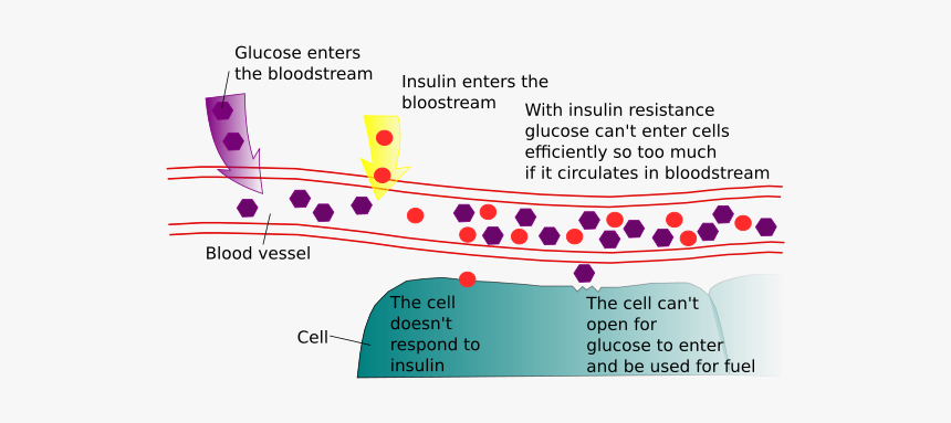 Insulin Resistance, HD Png Download, Free Download