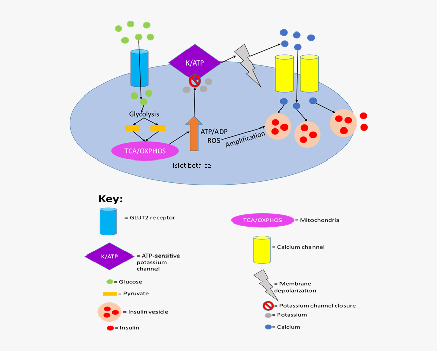 Gsis In Islet Beta-cells - Gsis In Beta Cells, HD Png Download, Free Download