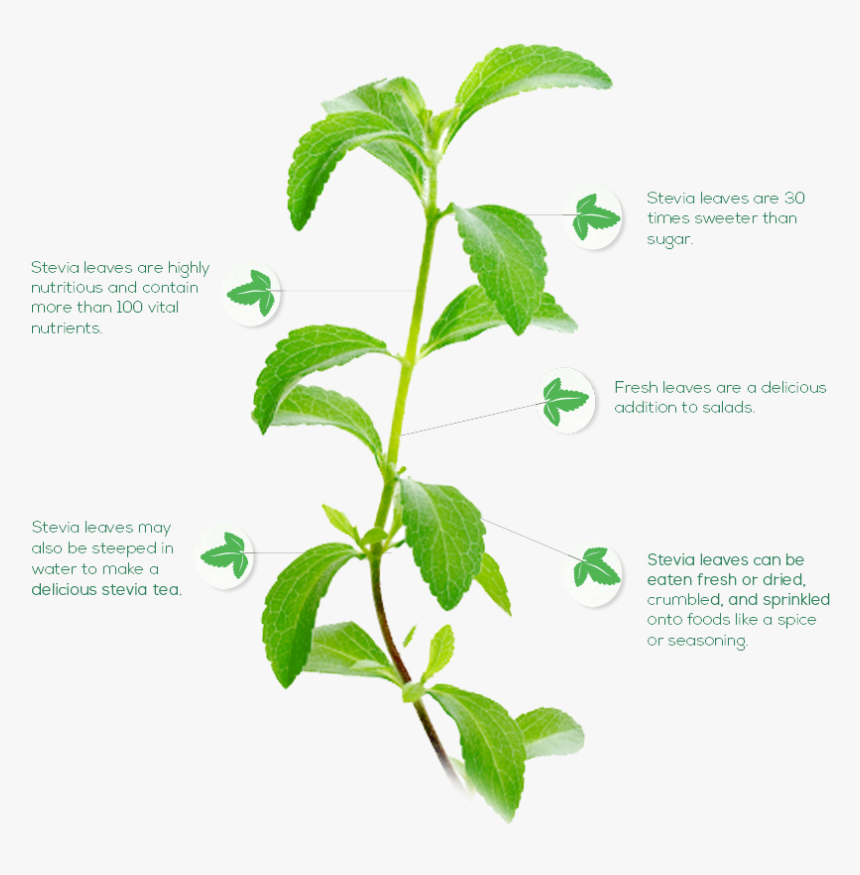 Stevia Leaf, HD Png Download, Free Download