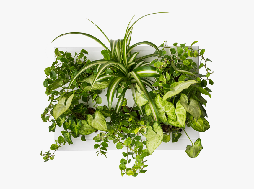 Transparent Vertical Garden Png - Indoor Garden Plants Png, Png Download, Free Download