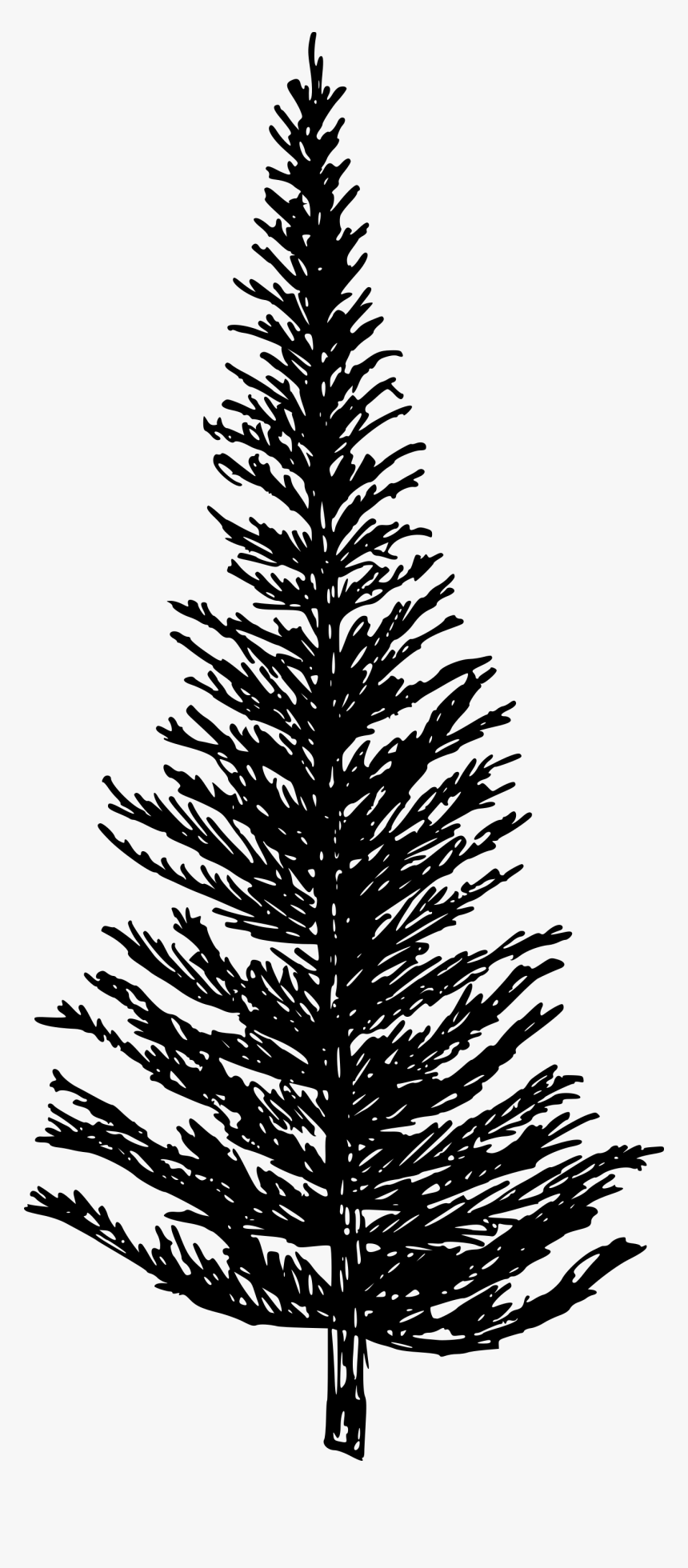 Western Yellow Pine , Png Download - Pine Tree Drawing Png, Transparent Png, Free Download