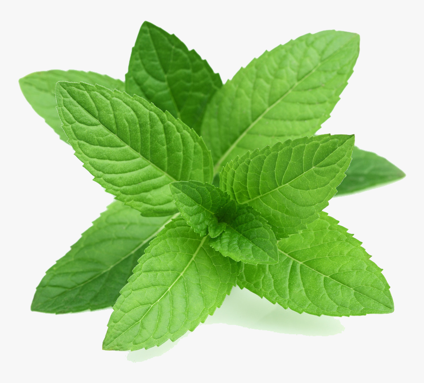 Stevia-rebaudiana - Transparent Mint Png, Png Download, Free Download