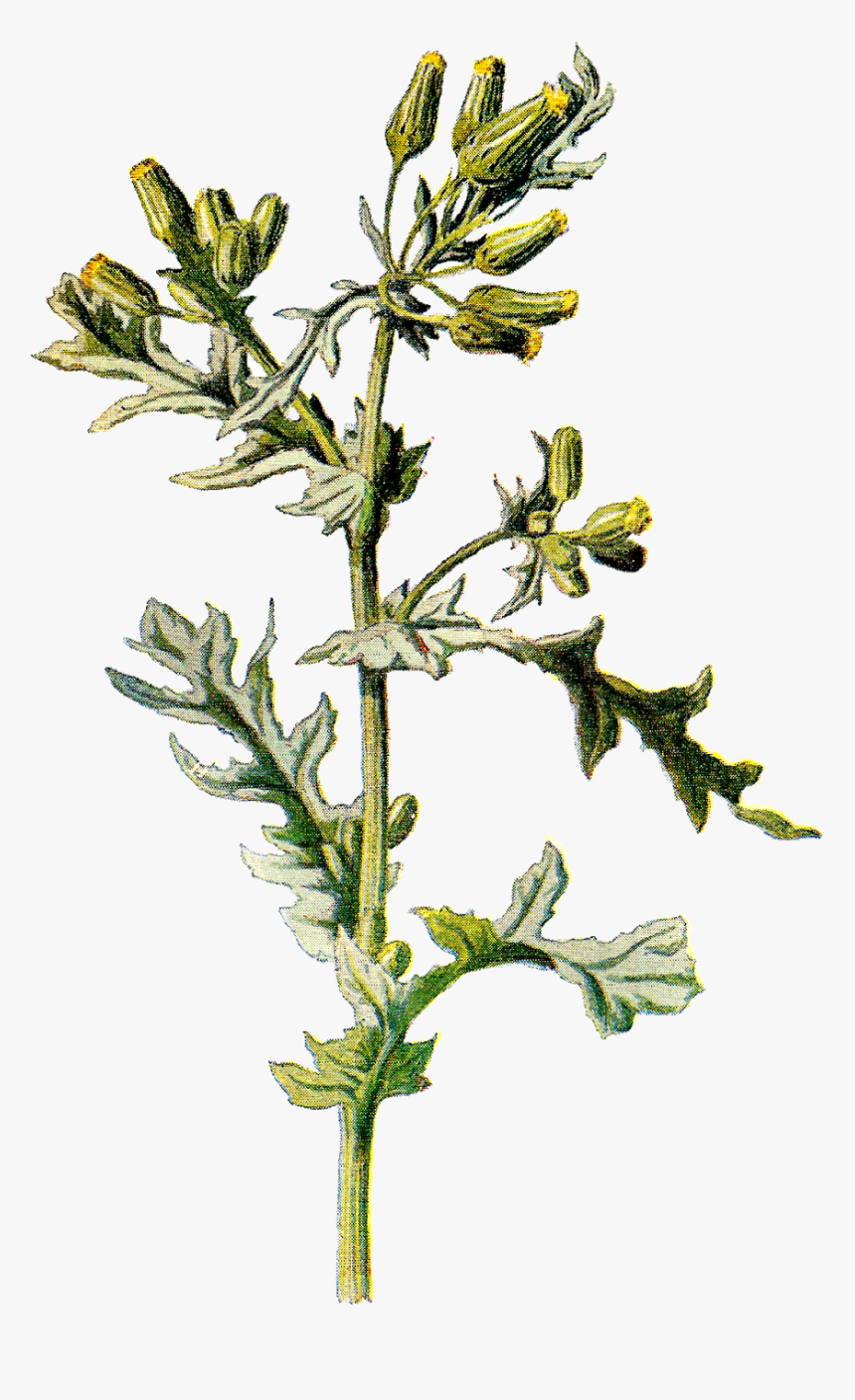 Transparent Weed - Senecio Vulgaris Png, Png Download, Free Download