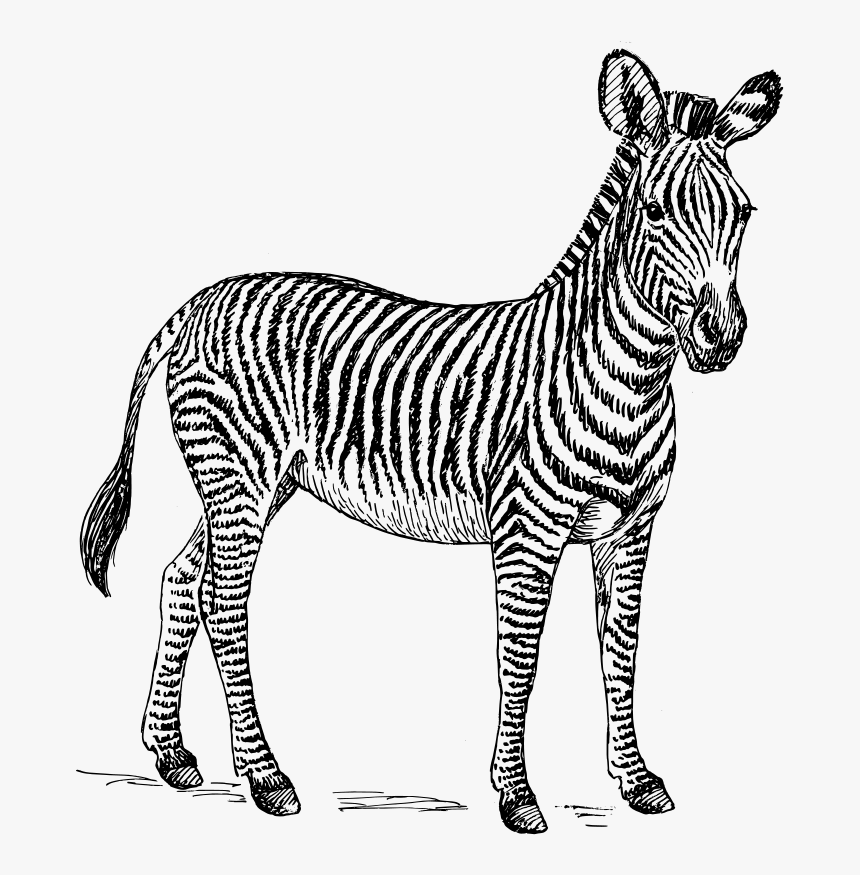 Zebra Clip Art - Zebra Illustration Black And White, HD Png Download, Free Download