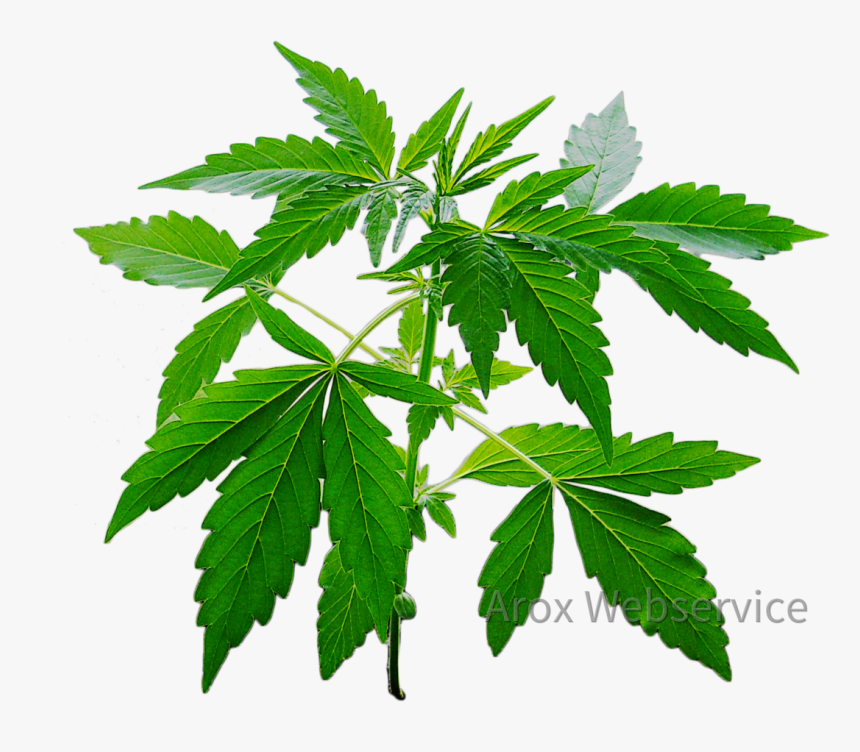 Cannabis Pflanze - Cosirex - Cannabis, HD Png Download, Free Download