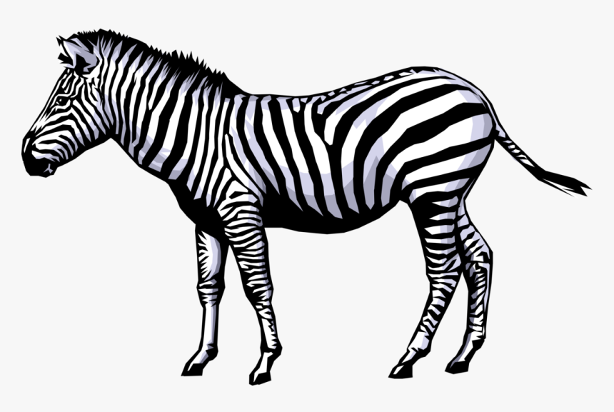 Zebra Animation Clip Art - 5 Pictures Of Living Things, HD Png Download, Free Download