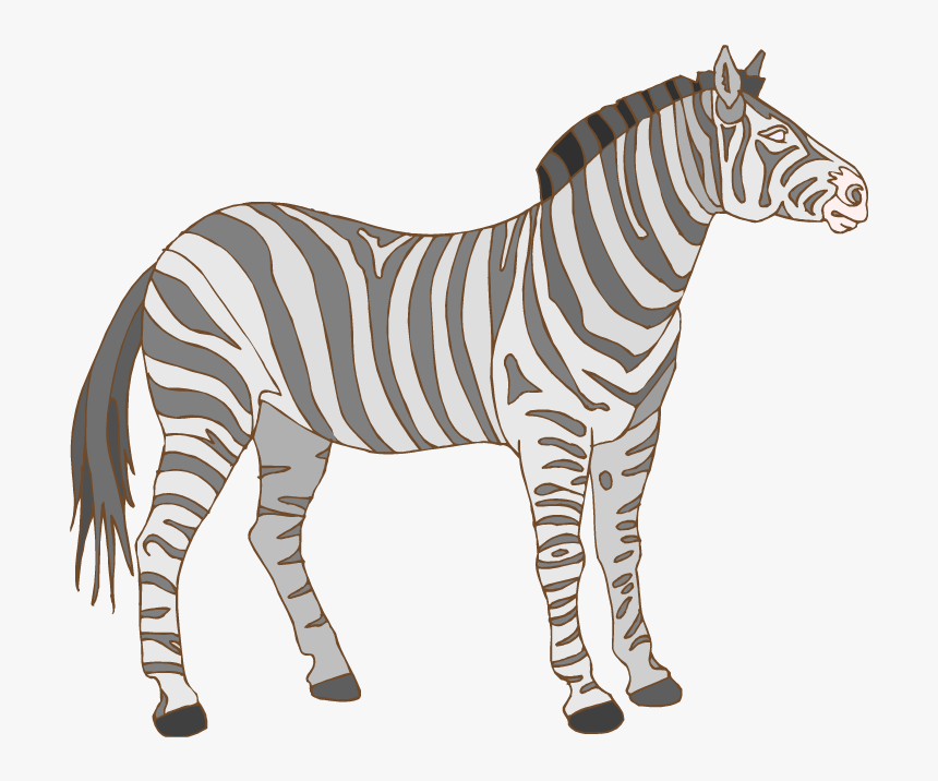 Baby Zebra Clipart - Zebra Flashcard, HD Png Download, Free Download