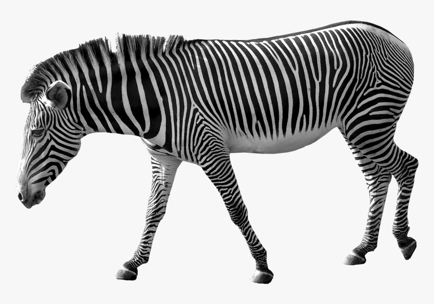 Zebra Png, Transparent Png, Free Download