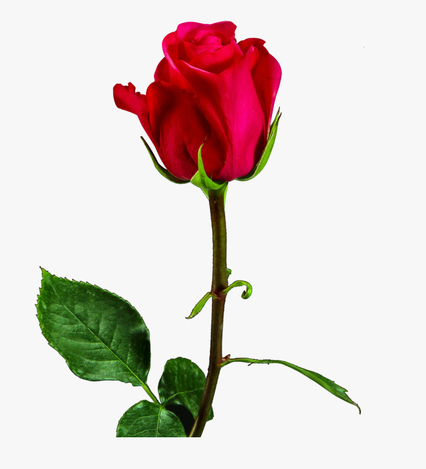 Valentine Day, Red Rose Png Image Free Download Searchpng - Velentine Day Rose Png, Transparent Png, Free Download