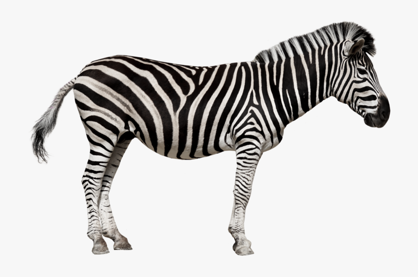Zebra In French, HD Png Download, Free Download