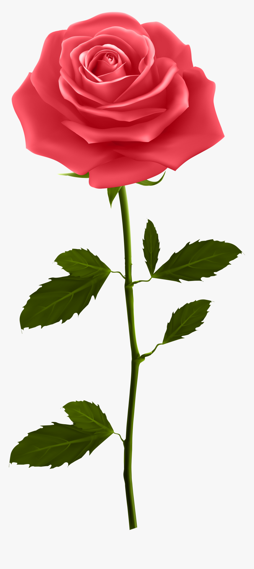 Red Rose With Stem - Rose With Stem Png, Transparent Png, Free Download