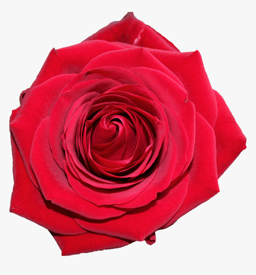 Free Beautiful Red Rose From Top Png Image - Rose For Mother's Day Png, Transparent Png, Free Download