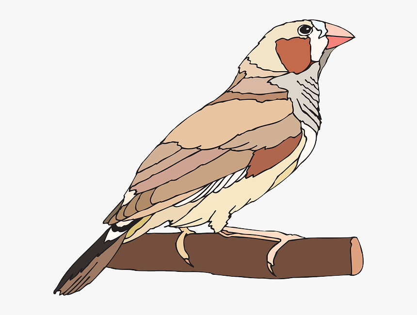 Zebra Finch Clipart, HD Png Download, Free Download