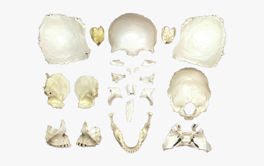 Disarticulated Female Skull"
 Data Zoom="//cdn - Body Jewelry, HD Png Download, Free Download