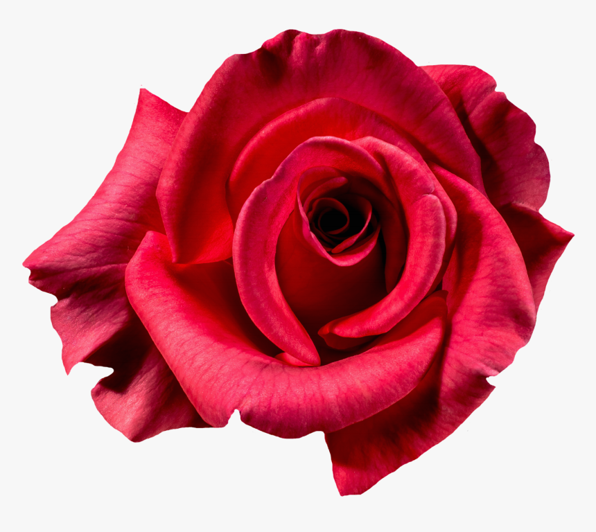 Top View Rose Tattoo, HD Png Download, Free Download