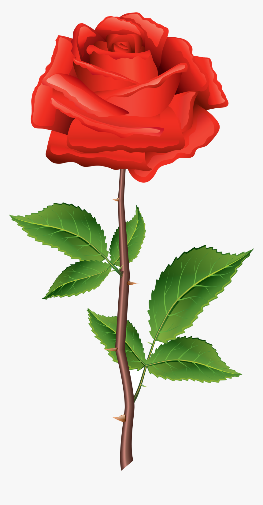 Rose Stem Red Clipart Best Web Transparent Png - Rose Png, Png Download, Free Download