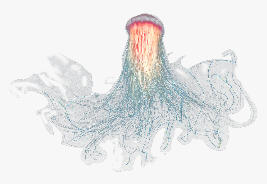 Jellyfish Png, Transparent Png, Free Download