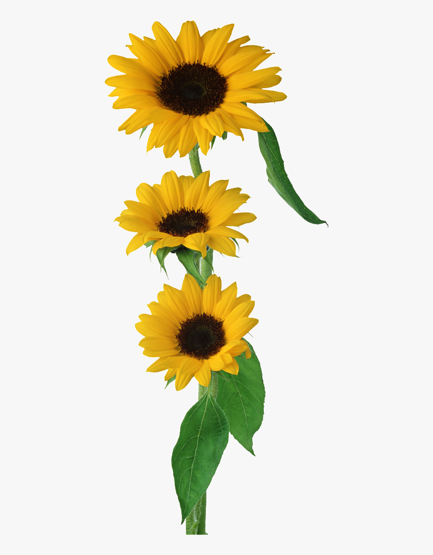 Pretty Flowers - Girassol Png, Transparent Png, Free Download