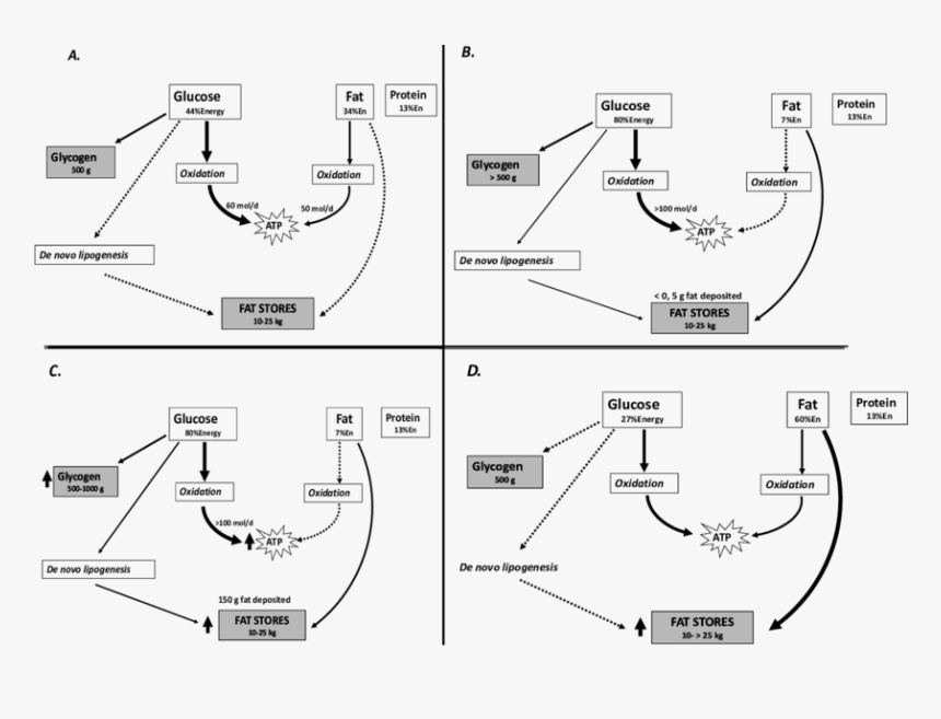 Metabolic Fate Of Carbohydrate, HD Png Download, Free Download