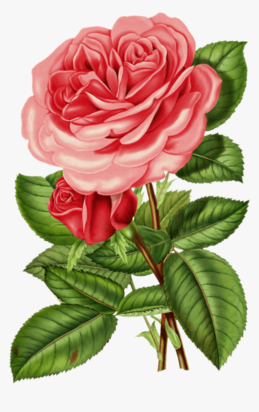 Large Pink Victorian Vintage Rose - Victorian Rose Png, Transparent Png, Free Download
