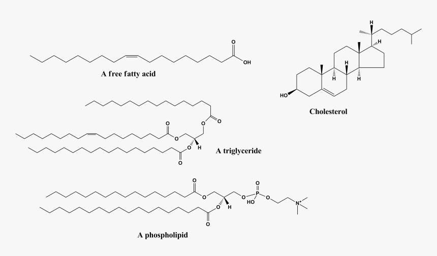 Example Of A Hydrophobic Molecule, HD Png Download, Free Download