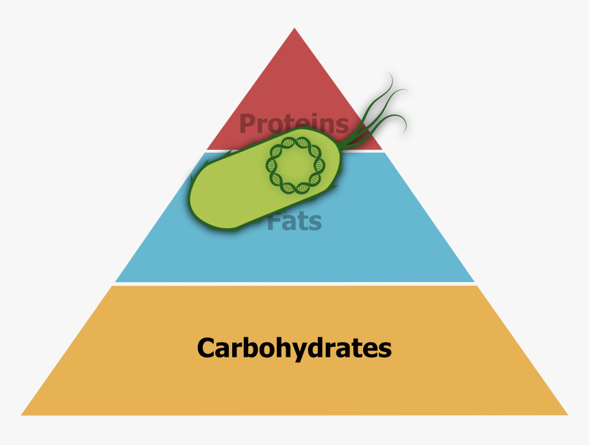 Food Pyramid In A World With Edible Coli, Which Could - Us Wealth Distribution Pyramid, HD Png Download, Free Download