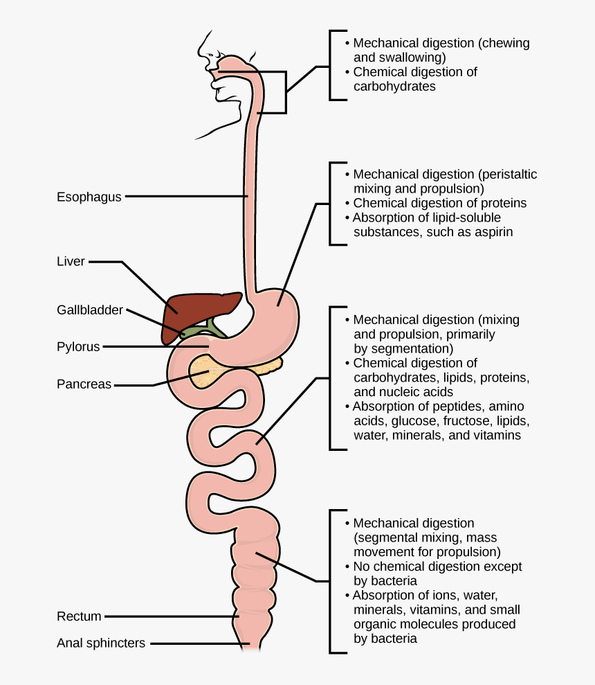 Under What Conditions Does Patient Need, HD Png Download, Free Download