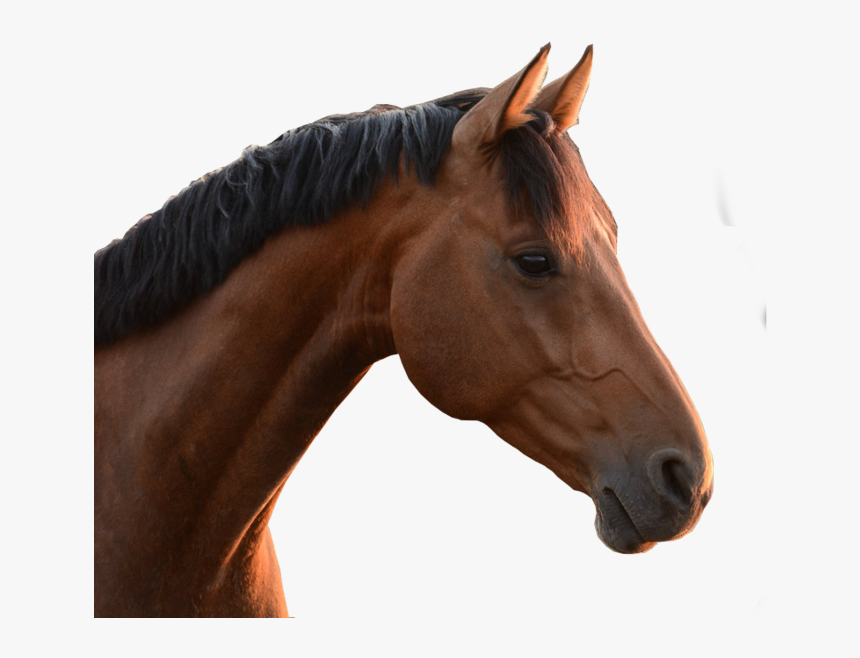 Horse Head Png - Horse Head No Background, Transparent Png, Free Download