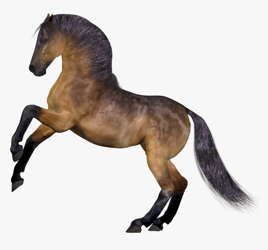 Horse, Mane, Horse Head, Head, Animal, Digital Art - Kuda Png, Transparent Png, Free Download