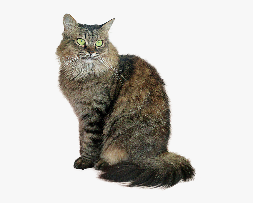 Transparent Tabby Cat Png, Png Download, Free Download