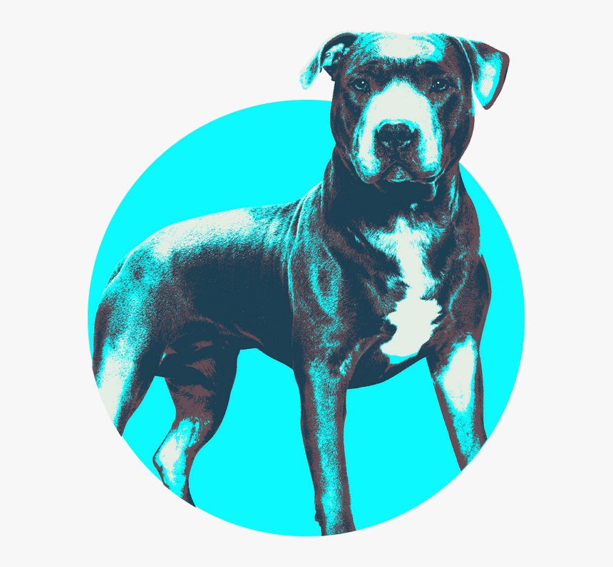 Staffordshire Bull Terrier, HD Png Download, Free Download