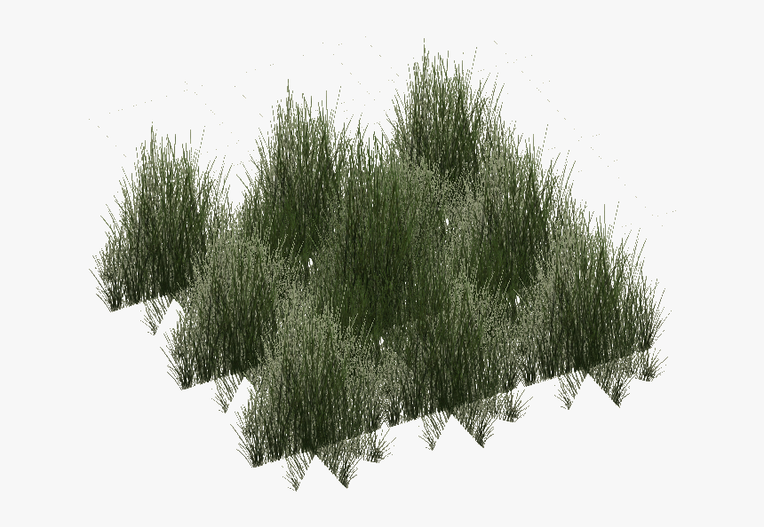 Grass, HD Png Download, Free Download