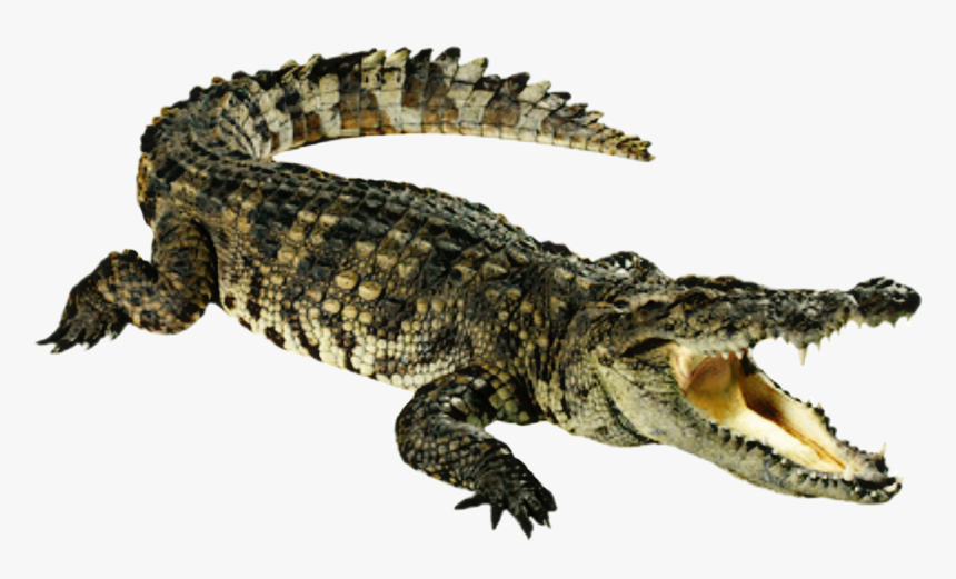 Transparent Aligator Clipart - Crocodile Clipart, HD Png Download, Free Download