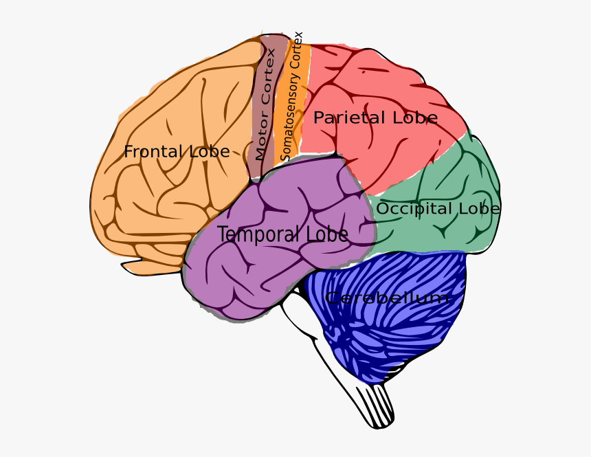 Photos Of Brain Drawings Clip Art Brain Cartoon Clip - Brain Clip Art, HD Png Download, Free Download