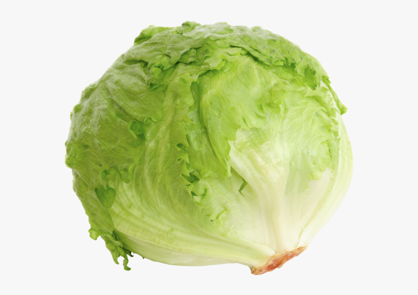 Transparent Romaine Lettuce Png - Iceberg Lettuce Png, Png Download, Free Download