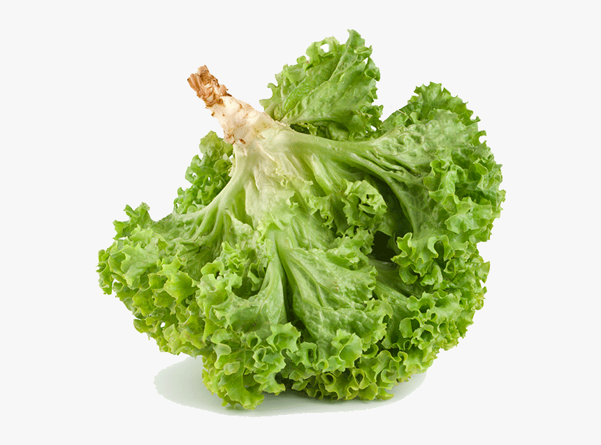 Romaine Lettuce , Png Download - Iceburg Lettuce, Transparent Png, Free Download