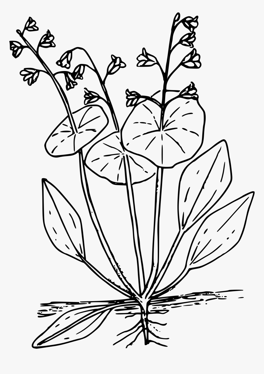 Miner"s Lettuce Clip Arts - Coloring Page, HD Png Download, Free Download