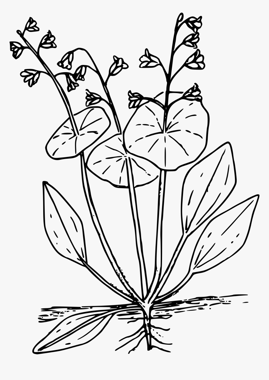 lettuce coloring page