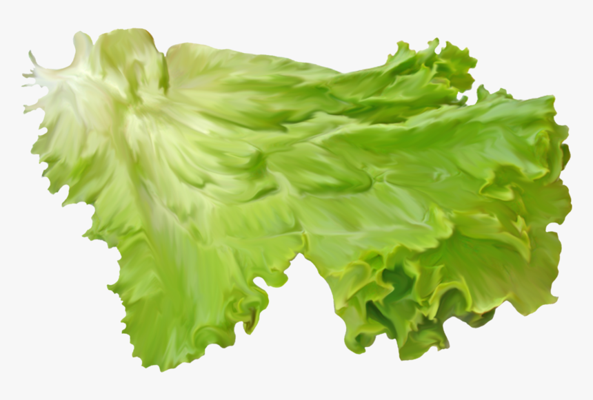 Salad Leaf On A Transparent Background - Transparent Background Lettuce Png, Png Download, Free Download