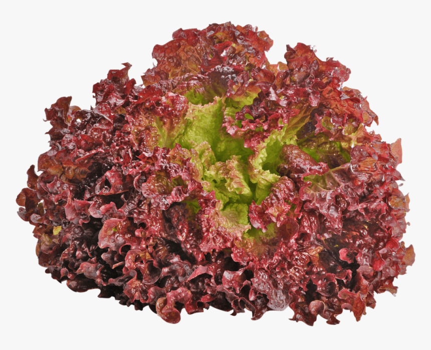 Lollo Rosso Lettuce Png, Transparent Png, Free Download