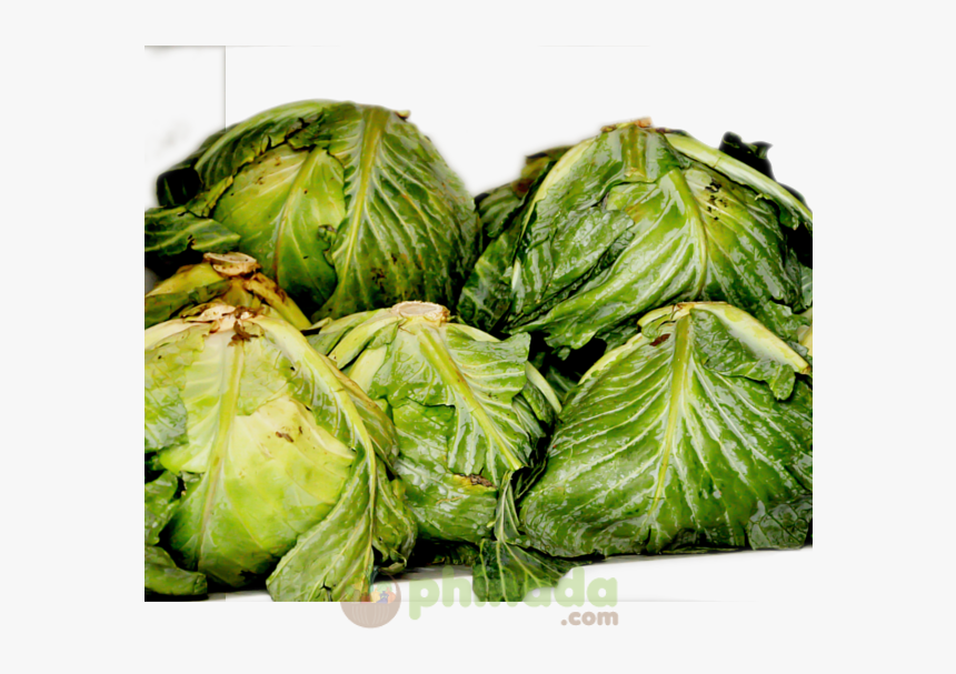 Iceburg Lettuce , Png Download - Iceburg Lettuce, Transparent Png, Free Download