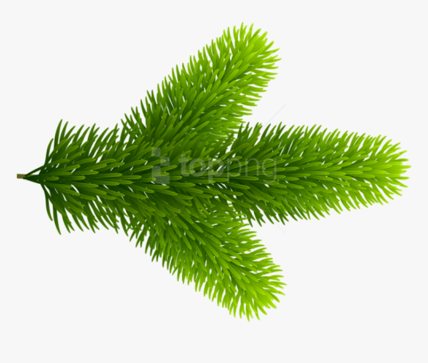 Pond Pine , Png Download - Pond Pine, Transparent Png, Free Download