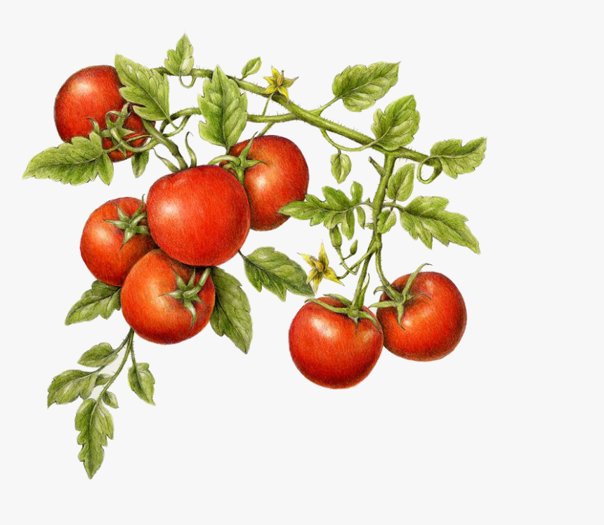 Tomatoes - Realistic Tomato Plant Drawing, HD Png Download, Free Download