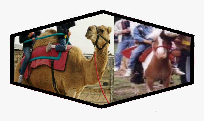 Camel And Pony Rides - Arabian Camel, HD Png Download, Free Download
