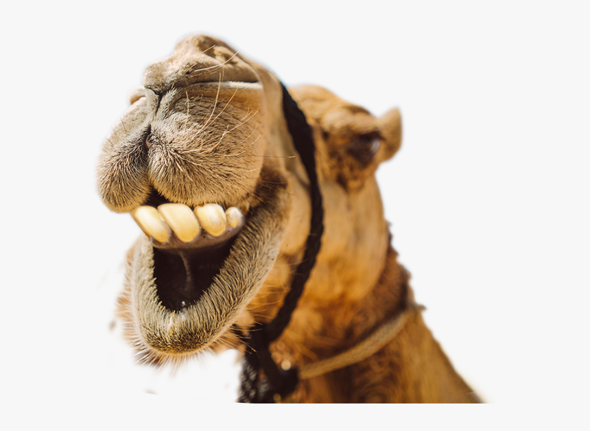 Camel Smiling With Teeth, HD Png Download, Free Download