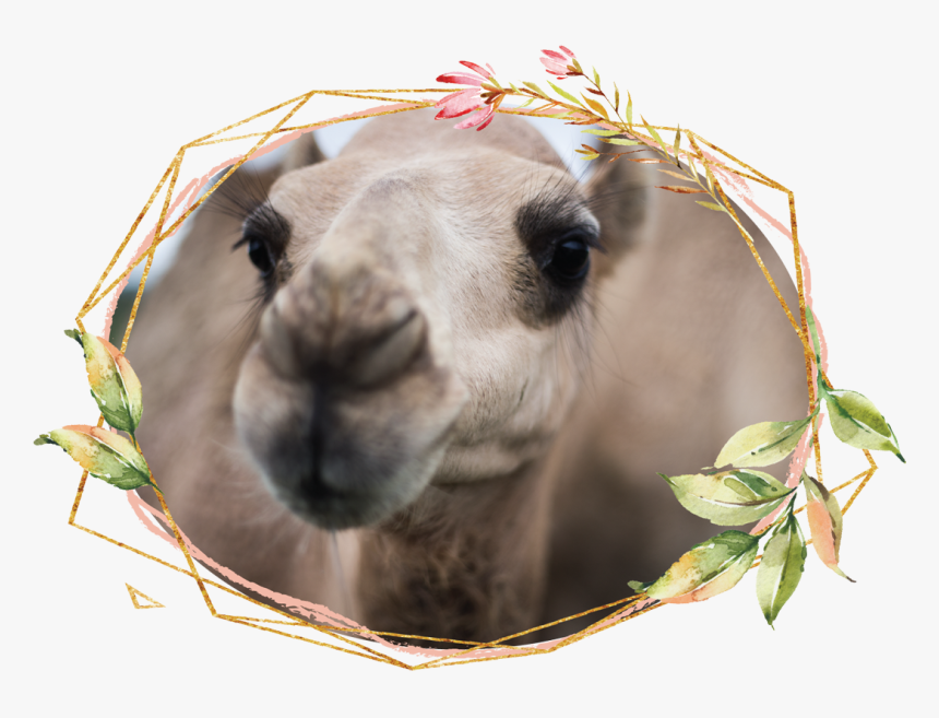 Some Of Our Family - Arabian Camel, HD Png Download, Free Download