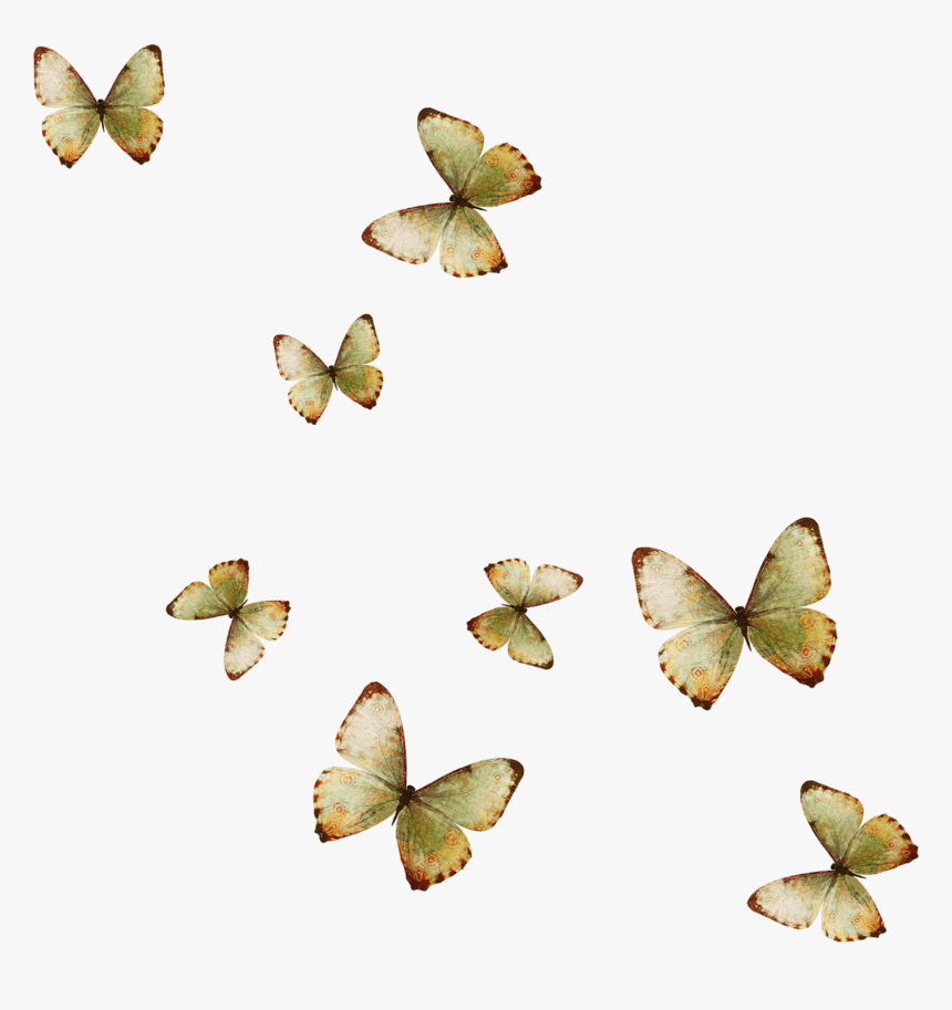 Yellow Butterfly Wallpaper - Butterflies, HD Png Download, Free Download