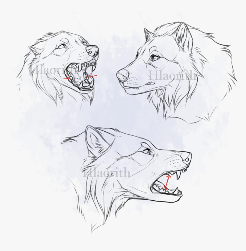Transparent Wolf Face Png - Wilk Anatomia Rysunek, Png Download, Free Download